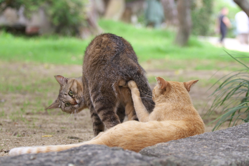 尾道猫141
