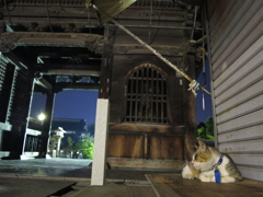 通りすがり猫97