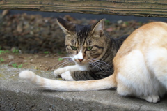 神社猫105