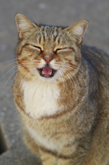 公園猫102