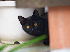 通りすがり猫193
