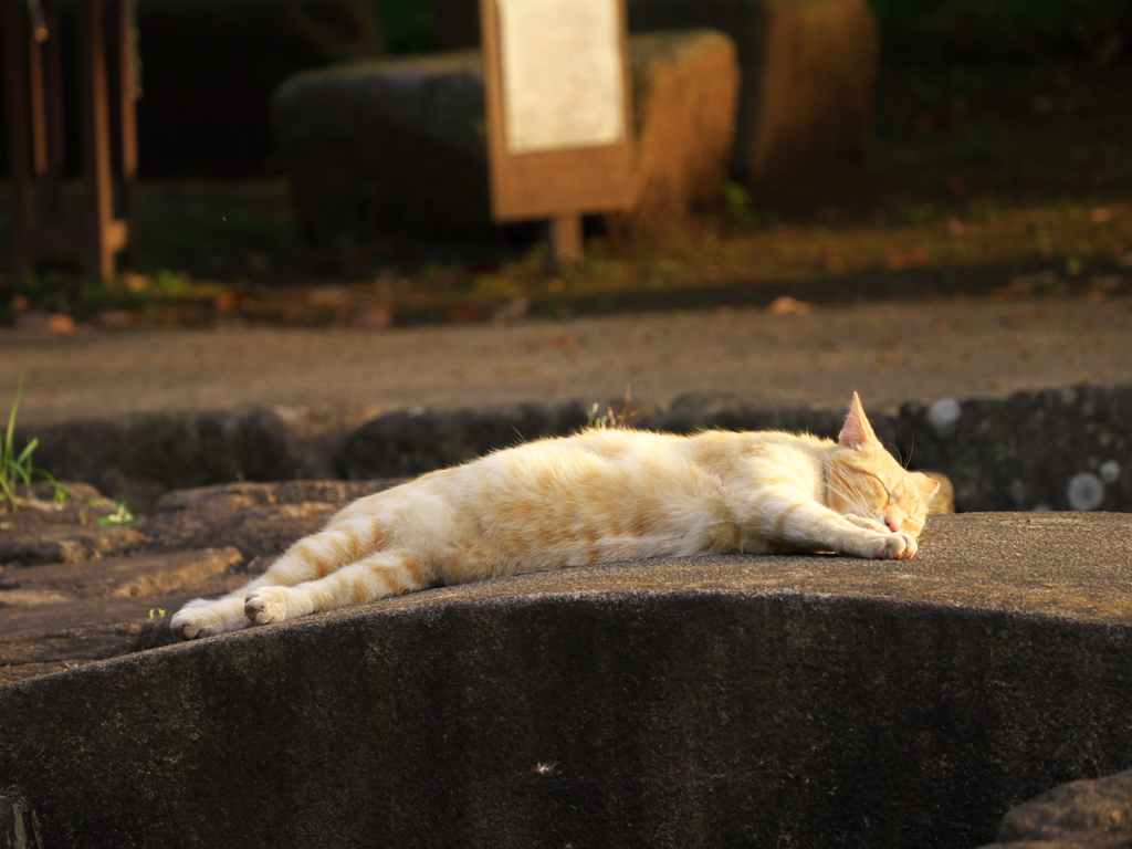 S公園猫10