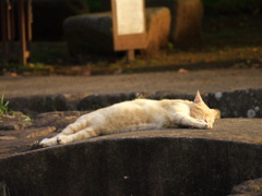 S公園猫10