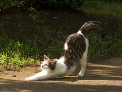 S公園猫08