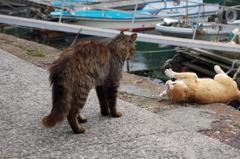 猫島猫02
