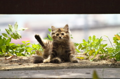 尾道猫86