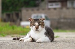 A島猫07