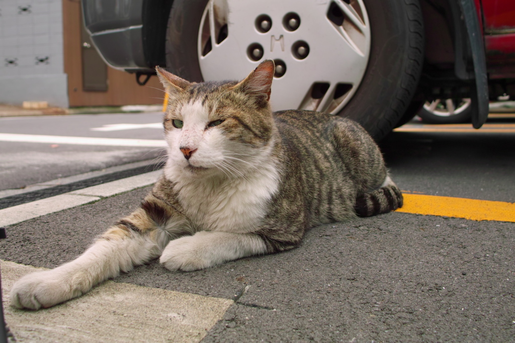 通りすがり猫90