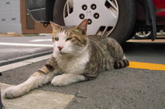 通りすがり猫90