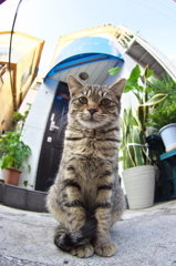 通りすがり猫149