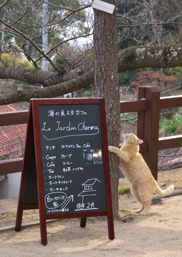 尾道猫148