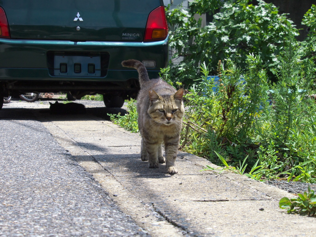 A島猫03