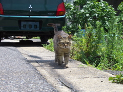 A島猫03