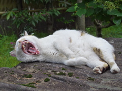 通りすがり猫175