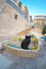 地中海猫12