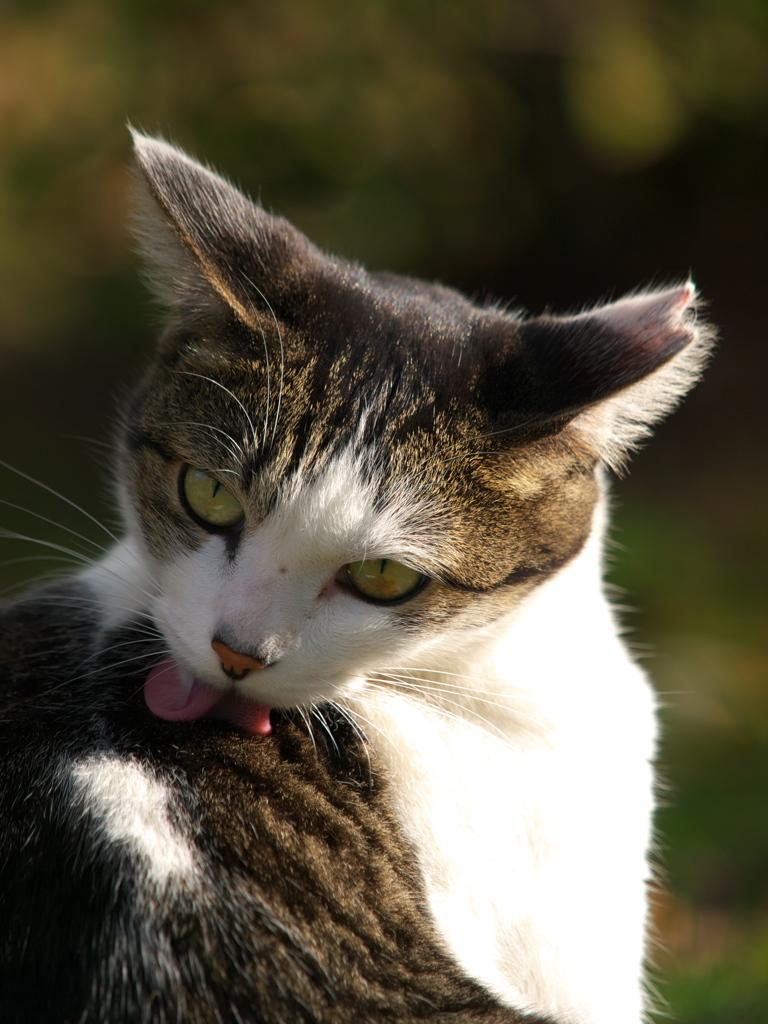 S公園猫43