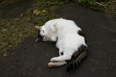 通りすがり猫26