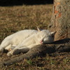 公園猫12