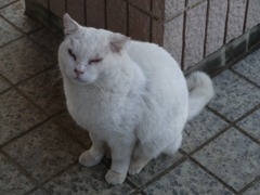城ヶ島猫4