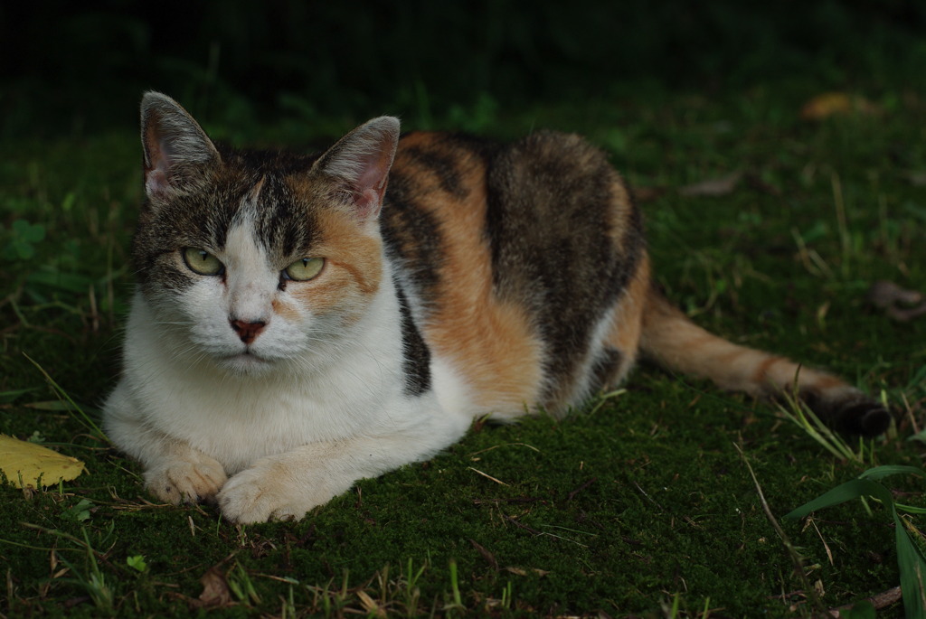 公園猫24