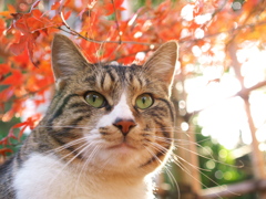 神社猫116