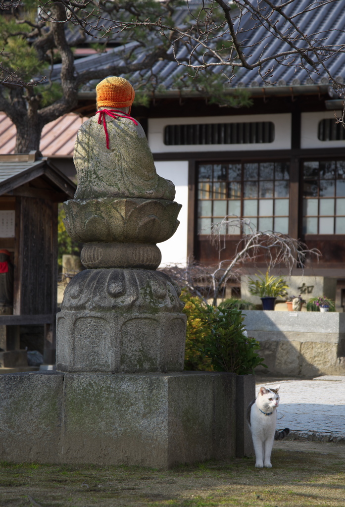 尾道猫50