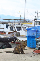 A島猫06