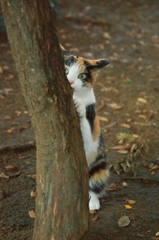 神社猫109