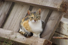 遺跡猫9