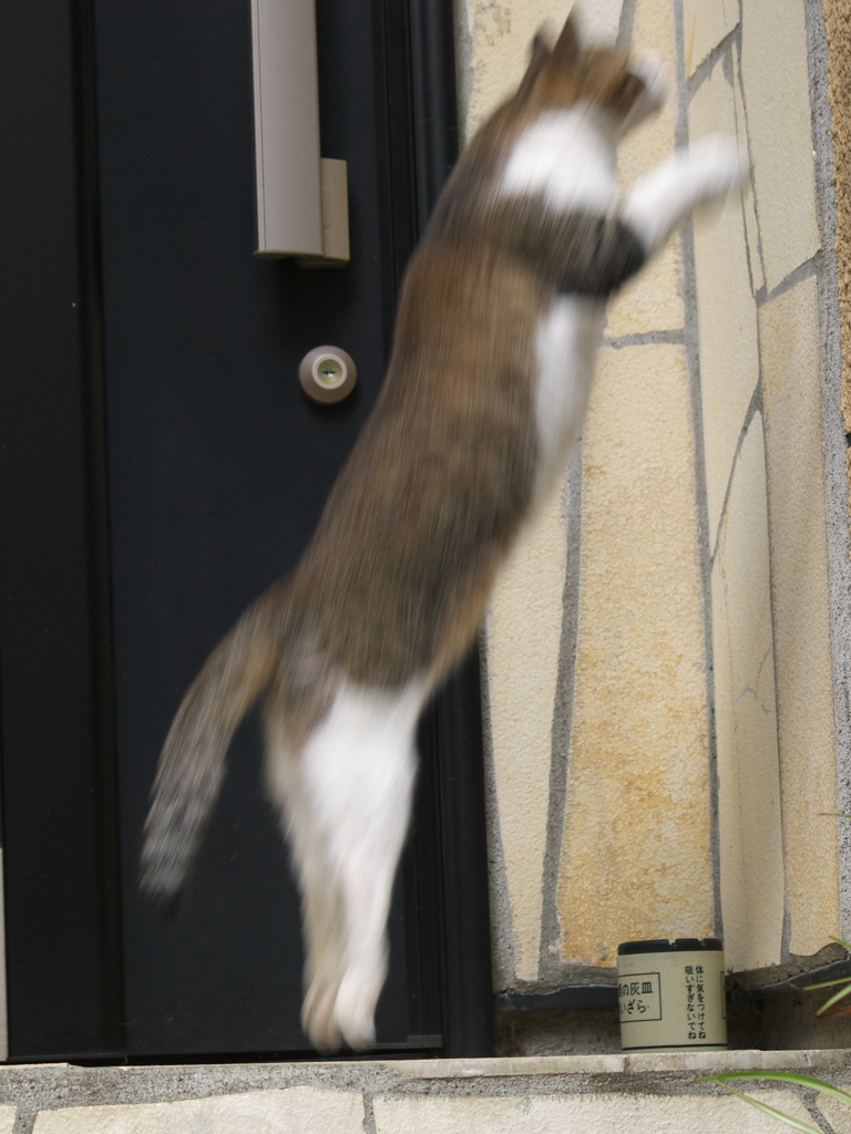 通りすがり猫108