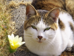 通りすがり猫183