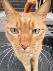 通りすがり猫163