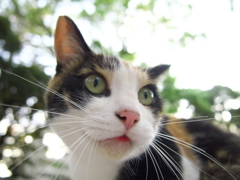 神社猫153