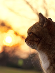 公園猫125