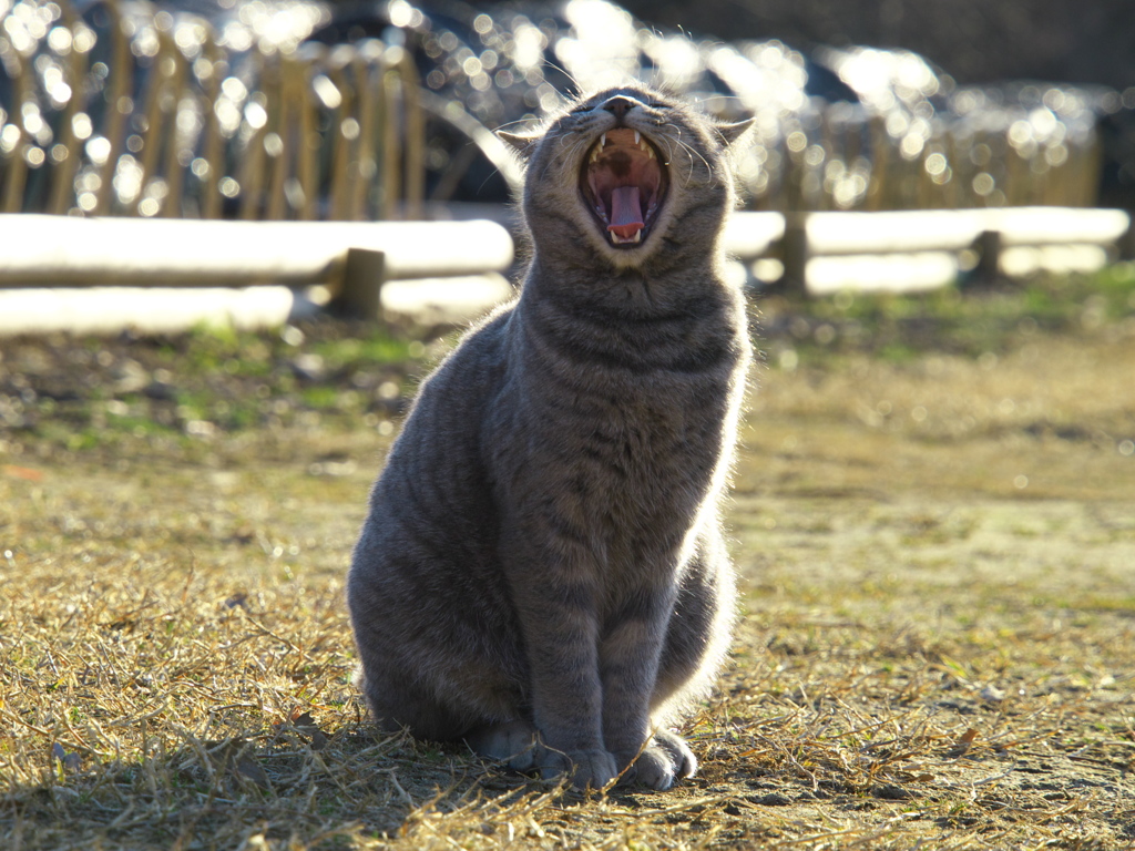 公園猫98