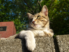 神社猫162