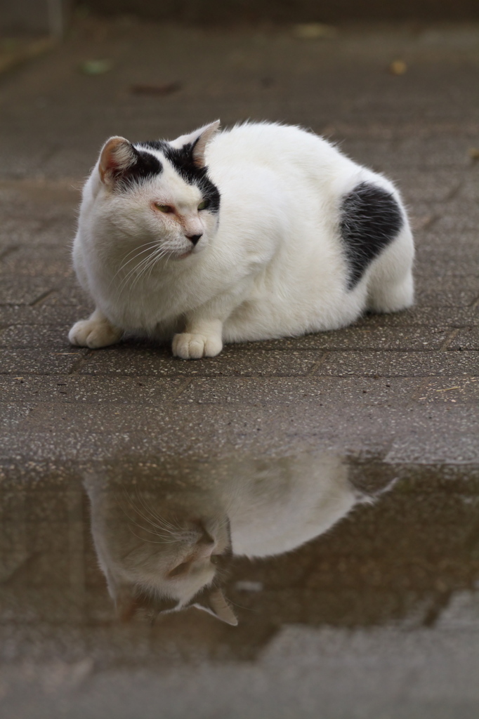 公園猫72