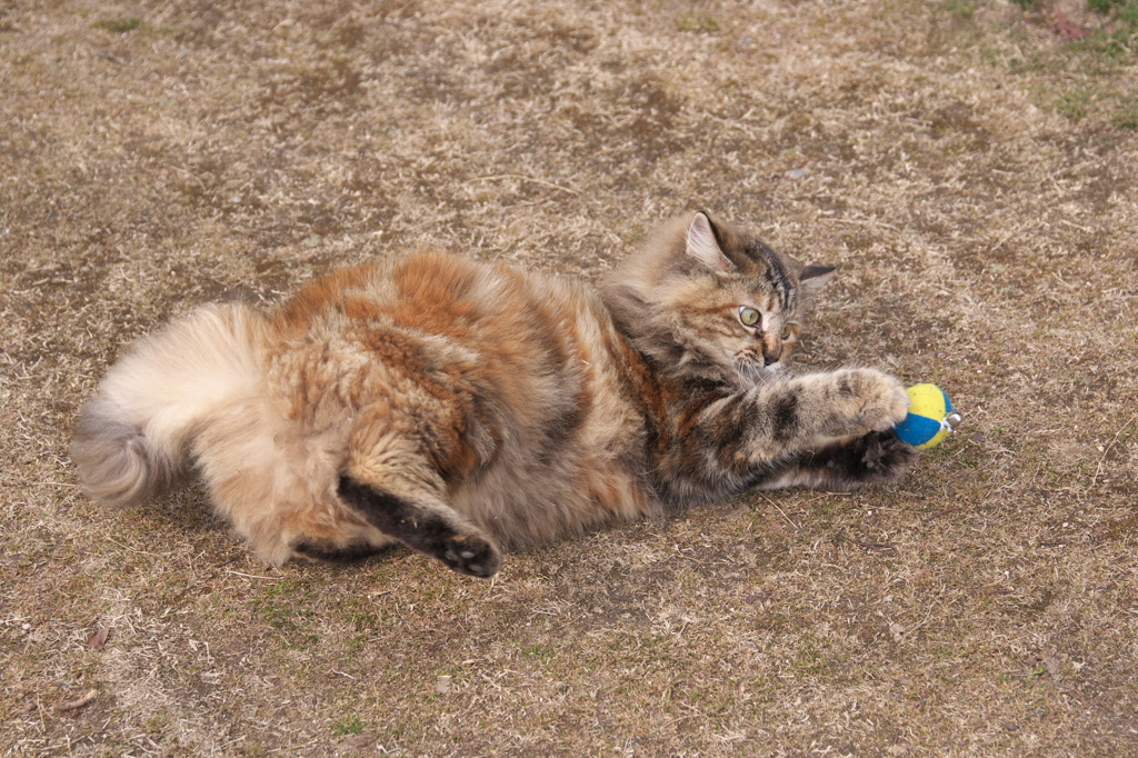 尾道猫108