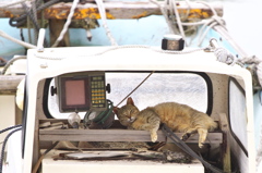 猫島猫10