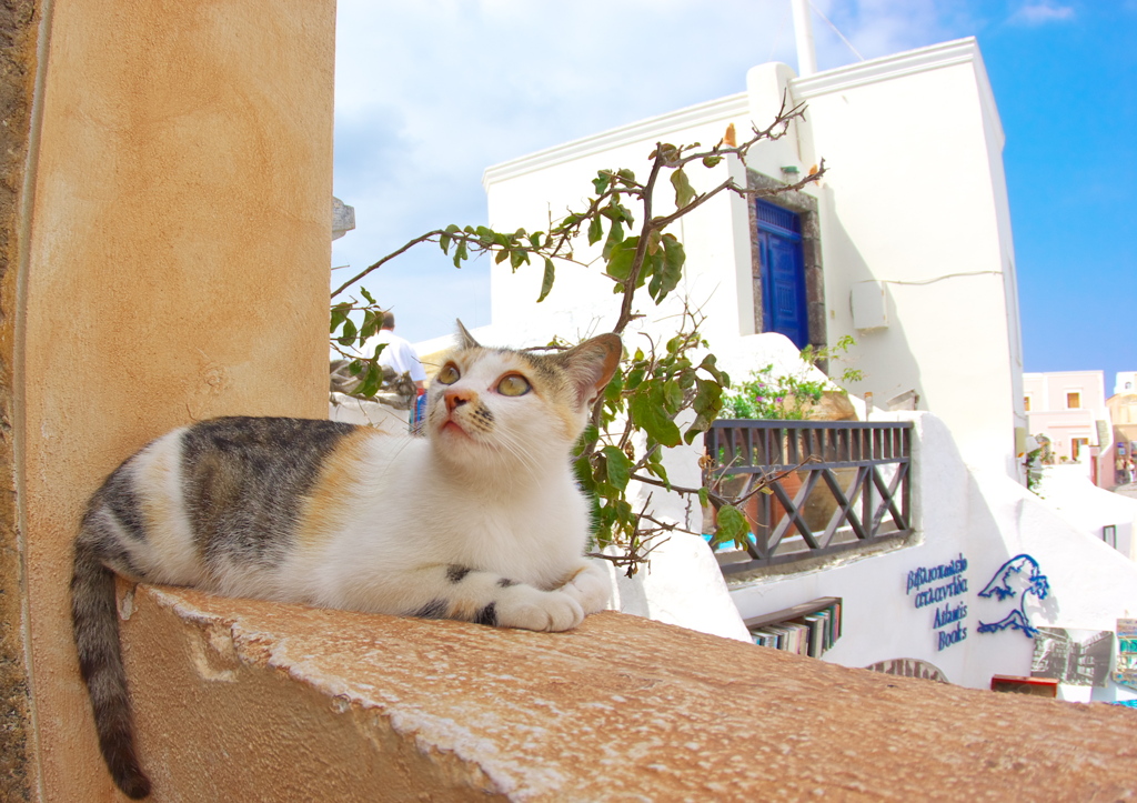 エーゲ海猫57
