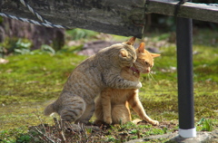 通りすがり猫80