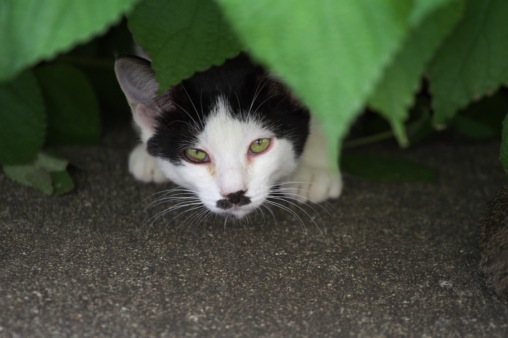 通りすがり猫227