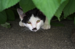 通りすがり猫227