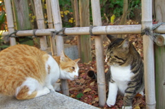 神社猫67