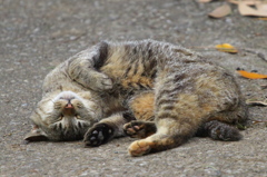 S公園猫07
