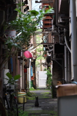 通りすがり猫228