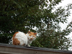 通りすがり猫86