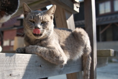 猫島猫26