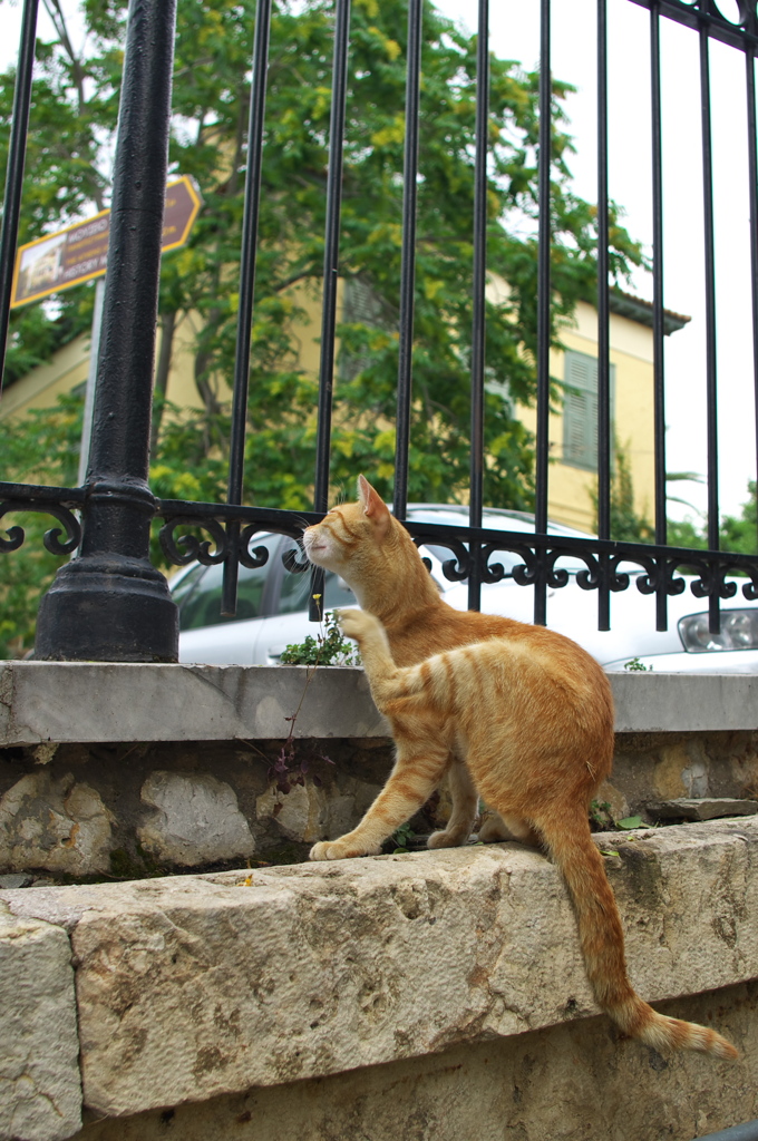 アテネ猫18