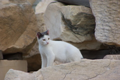 遺跡猫6
